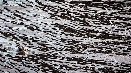 Auf dem Main in Unterfranken gab es eine Havarie, bei der Dieselkraftstoff ins Wasser gelaufen ist. (Symbolbild) / Foto: picture alliance / Frank Rumpenhorst/dpa