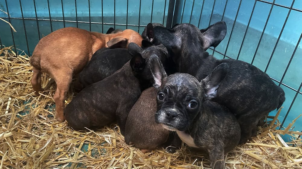 Im Advent boomt der illegale Welpenhandel laut dem bayerischen Landesverband des Deutschen Tierschutzbunds. (Archivbild) / Foto: Paul Zinken/dpa/dpa-tmn