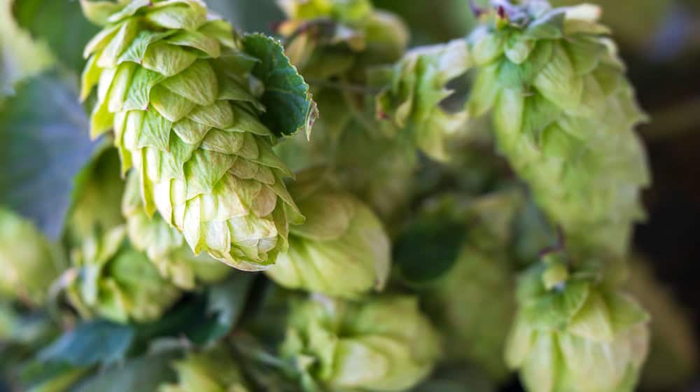 Die deutschen Hopfenbauern stehen laut Verbandsangaben vor einem grundlegenden Umbruch der Branche. (Archivbild) / Foto: Peter Kneffel/dpa