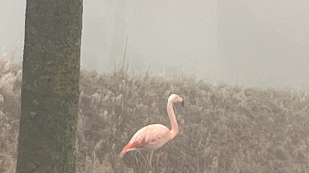 Auf einem Bein stand der Flamingo am Sonntag am Straßenrand bei Ulm.  / Foto: -/Polizeipräsidium Ulm/dpa