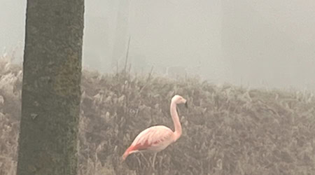 Auf einem Bein stand der Flamingo am Sonntag am Straßenrand bei Ulm.  / Foto: -/Polizeipräsidium Ulm/dpa