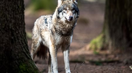 Laut Landesamt für Umwelt handelt es sich bei den Tieren im Video um Jungwölfe. (Symbolbild) / Foto: Alexander Heinl/dpa