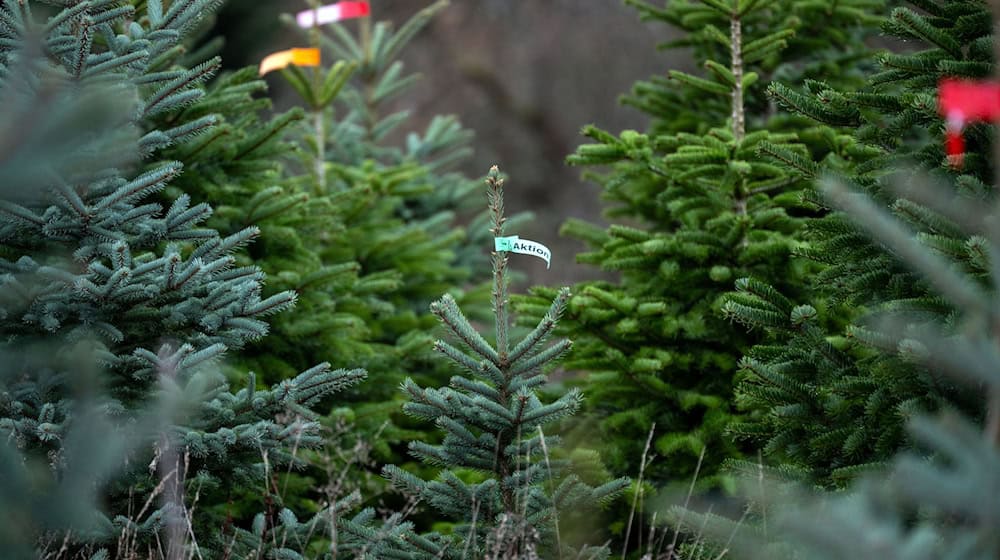Die Christbaumsaison ist in vollem Gange. (Archivbild) / Foto: Pia Bayer/dpa