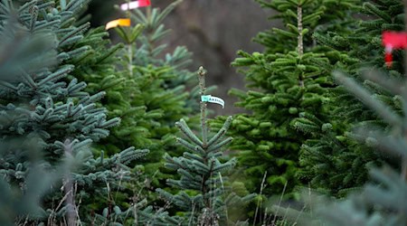 Hier stehen die Christbäume noch auf einer Plantage. Beim Transport hat es ein Händler in Lohr am Main etwas zu gut gemeint. (Symbolbild) / Foto: Pia Bayer/dpa