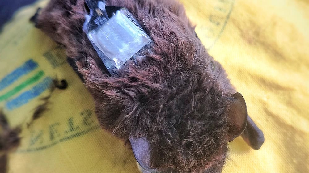 Der Kleinabendsegler ist eine stark gefährdete Fledermausart. (Archivbild)  / Foto: Carolin Scholz/Leibniz-IZW/dpa