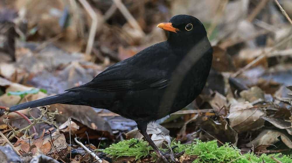 Die Amsel ist ein häufiger Gast in Gärten, doch mancherorts zeigt sie sich seltener. (Symbolbild) / Foto: Oliver Berg/dpa