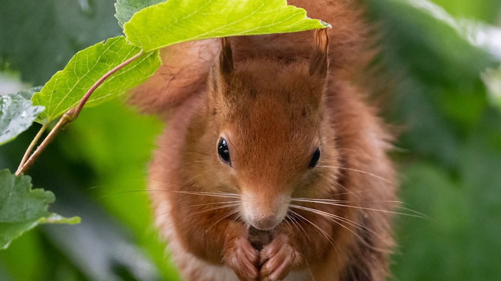 Rotes Fell, weiißer Bauch - so sehen offenkundig die meisten Eichhörnchen im Freistaat aus. (Archivbild) / Foto: Sven Hoppe/dpa