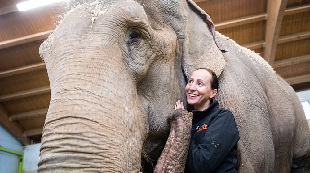 Jana-Mandana Lacey-Krone, Direktorin des Circus Krone, streichelt im Elefantenhaus auf dem Gelände des Circus Krone die indische Elefantenkuh Bara. (Archivbild) / Foto: Matthias Balk/dpa