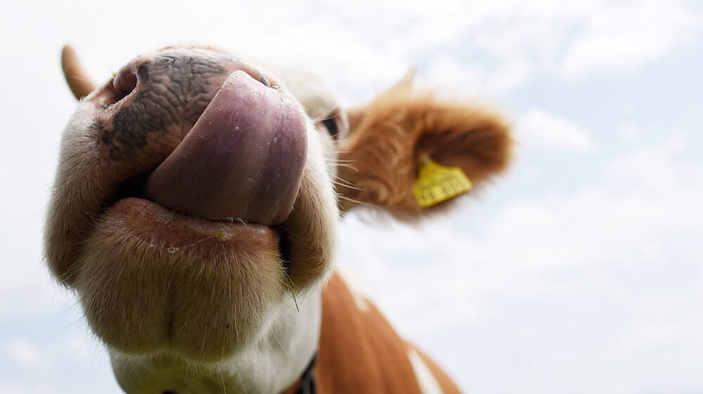 Kühe sollen auf einem Parkplatz Autos von Wanderern demoliert und abgeleckt haben. (Symbolbild) / Foto: Angelika Warmuth/dpa/dpa-tmn