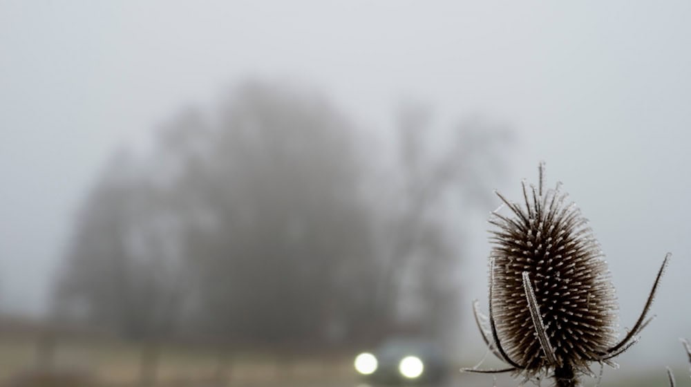 Trübes Wetter bestimmt den Samstag in weiten Teilen des Freistaats. (Archivbild)  / Foto: Stefan Puchner/dpa