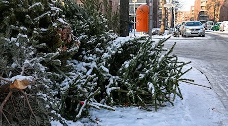 Die Christbäume waren jeweils mit vier Euro als Spende für die Pfadfinder bestückt. (Symbolbild) / Foto: Jens Kalaene/dpa