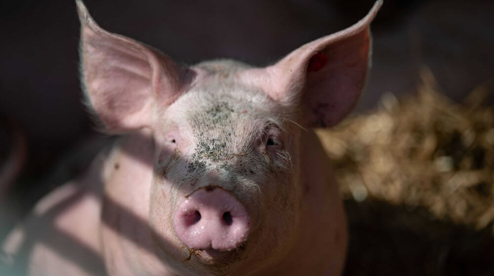 Die Polizei konnte die tierischen Ausreißer wohlbehalten ihrem Besitzer übergeben. (Symbolbild) / Foto: Marijan Murat/dpa