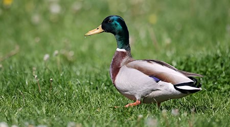 Die Frau hatte einen Stockenten-Erpel unter einem Trampolin eingesperrt. (Archivbild) / Foto: Jan Woitas/dpa