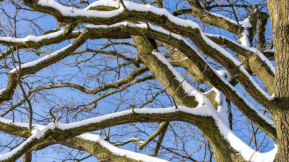 In Nürnberg ist eine Frau von einem Ast tödlich getroffen worden. (Symbolbild) / Foto: Frank Hammerschmidt/dpa