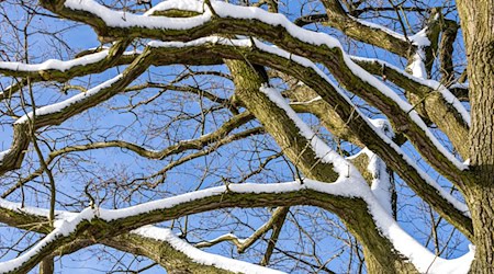 In Nürnberg ist eine Frau von einem Ast tödlich getroffen worden. (Symbolbild) / Foto: Frank Hammerschmidt/dpa