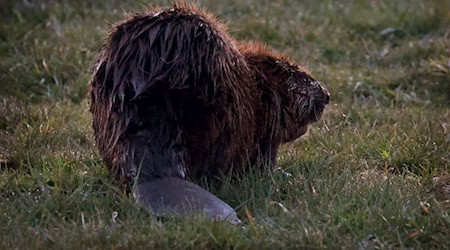 Der Unbekannte schlug vergangene Woche zu. (Symbolbild) / Foto: Karl-Josef Hildenbrand/dpa