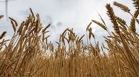 Bayerns Landwirtschaftsministerin Kaniber will keine Abhängigkeit bei Grundnahrungsmitteln. (Symbolbild) / Foto: Silas Stein/dpa