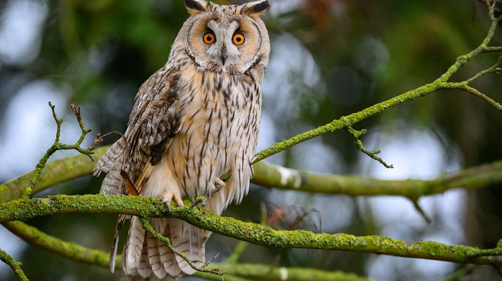 Bei einer geschlossenen Schneedecke kommen viele Mäusejäger wie Eulen kaum noch an Beute. (Symbolbild) / Foto: Patrick Pleul/dpa