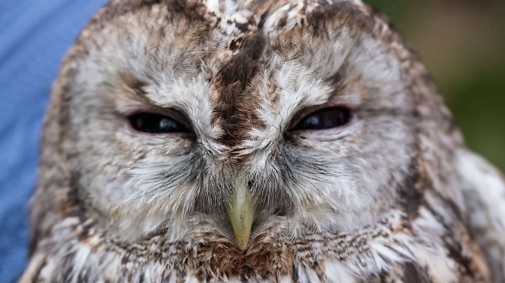 Der Waldkauz war mutmaßlich von einem Auto erfasst und verletzt worden. (Symbolbild) / Foto: Peter Steffen/dpa