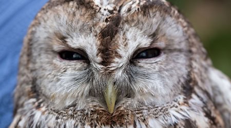 Der Waldkauz war mutmaßlich von einem Auto erfasst und verletzt worden. (Symbolbild) / Foto: Peter Steffen/dpa