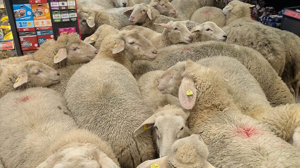 Rund 50 Schafe statteten einem Supermarkt einen Besuch ab - der macht daraus Werbung. (Handout) / Foto: -/REWE Group/dpa