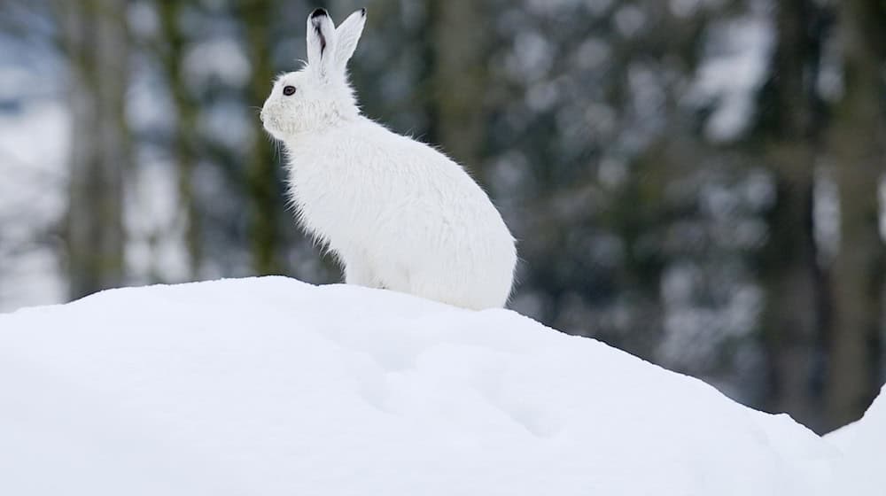 Der Klimawandel macht dem Schneehasen zu schaffen. / Foto: Stefan Huwiler/Imagebroker.com/dpa
