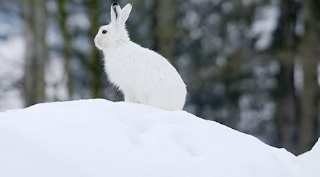 Der Klimawandel macht dem Schneehasen zu schaffen. / Foto: Stefan Huwiler/Imagebroker.com/dpa