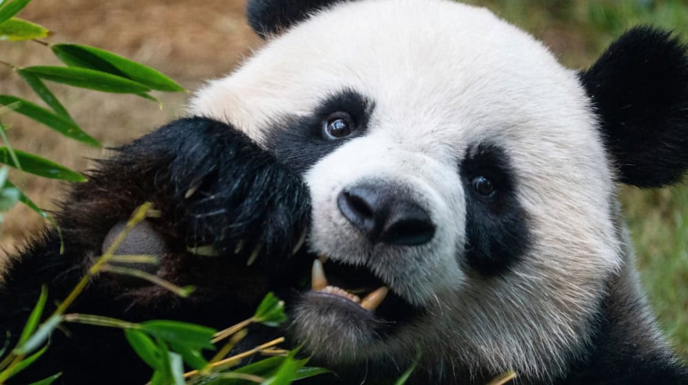 Riesenpandas locken in Zoos viele Besucher an, auch weil sie als besonders niedlich gelten. (Archivbild) / Foto: Chan Long Hei/AP/dpa