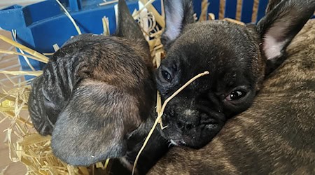 Tierschützer gehen von einer hohen Dunkelziffer beim illegalen Handel mit Welpen aus. (Symbolbild) / Foto: Paul Zinken/dpa