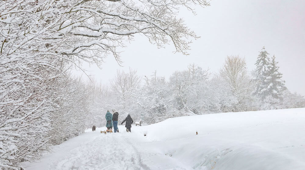 Äste oder Baumkronen können unter der Schneelast brechen und sogar ganze Bäume umstürzen.  / Foto: Daniel Löb/dpa