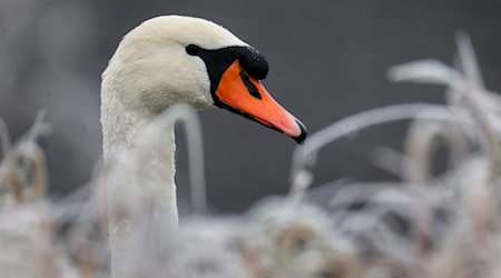 Das Tier war verletzt. (Symbolbild) / Foto: Thomas Warnack/dpa