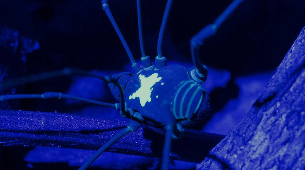 Unter UV-Licht kommt das Rückenmuster des Weberknechts besonders zur Geltung. / Foto: Konrad Wothe/SNSB/dpa