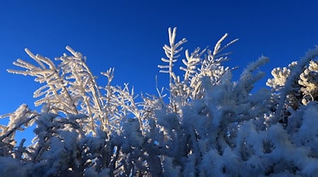 Der Junge hatte sich aus Angst vor Monstern in seinem Zimmer unter einer Hecke im Schnee versteckt. (Symbolbild) / Foto: Karl-Josef Hildenbrand/dpa