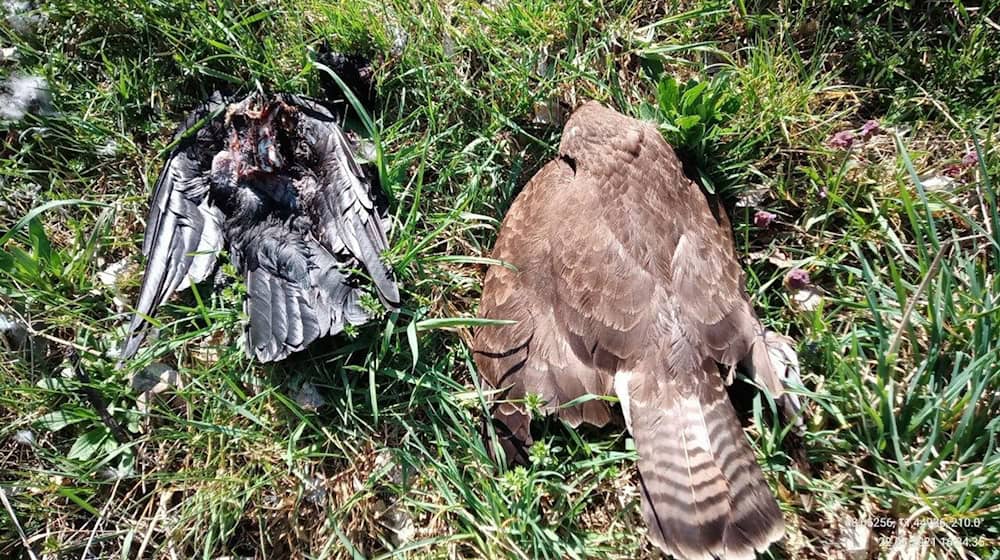 Zwei tote Vögel im oberbayerischen Landkreis Pfaffenhofen - auch sie könnten vergiftet worden sein. (Archivbild)  / Foto: -/Landratsamt Pfaffenhofen an der Ilm/dpa