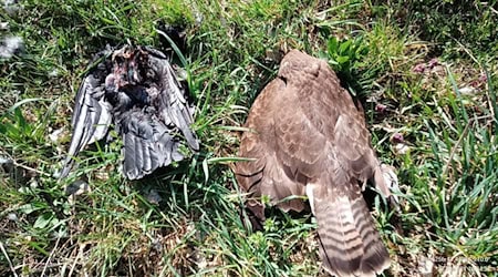 Zwei tote Vögel im oberbayerischen Landkreis Pfaffenhofen - auch sie könnten vergiftet worden sein. (Archivbild)  / Foto: -/Landratsamt Pfaffenhofen an der Ilm/dpa
