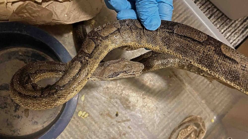 Die Schlangen waren ausgetrocknet und mit Parasiten infiziert / Foto: --/Stadt Stuttgart/dpa