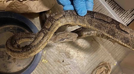 Die Schlangen waren ausgetrocknet und mit Parasiten infiziert / Foto: --/Stadt Stuttgart/dpa