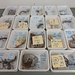 Tote Geckos liegen in Behältern nebeneinander auf einem Tisch. Die Tiere wurden bei einem Reptilienhalter in Unterfranken gefunden. / Foto: -/LRA Haßberge/dpa