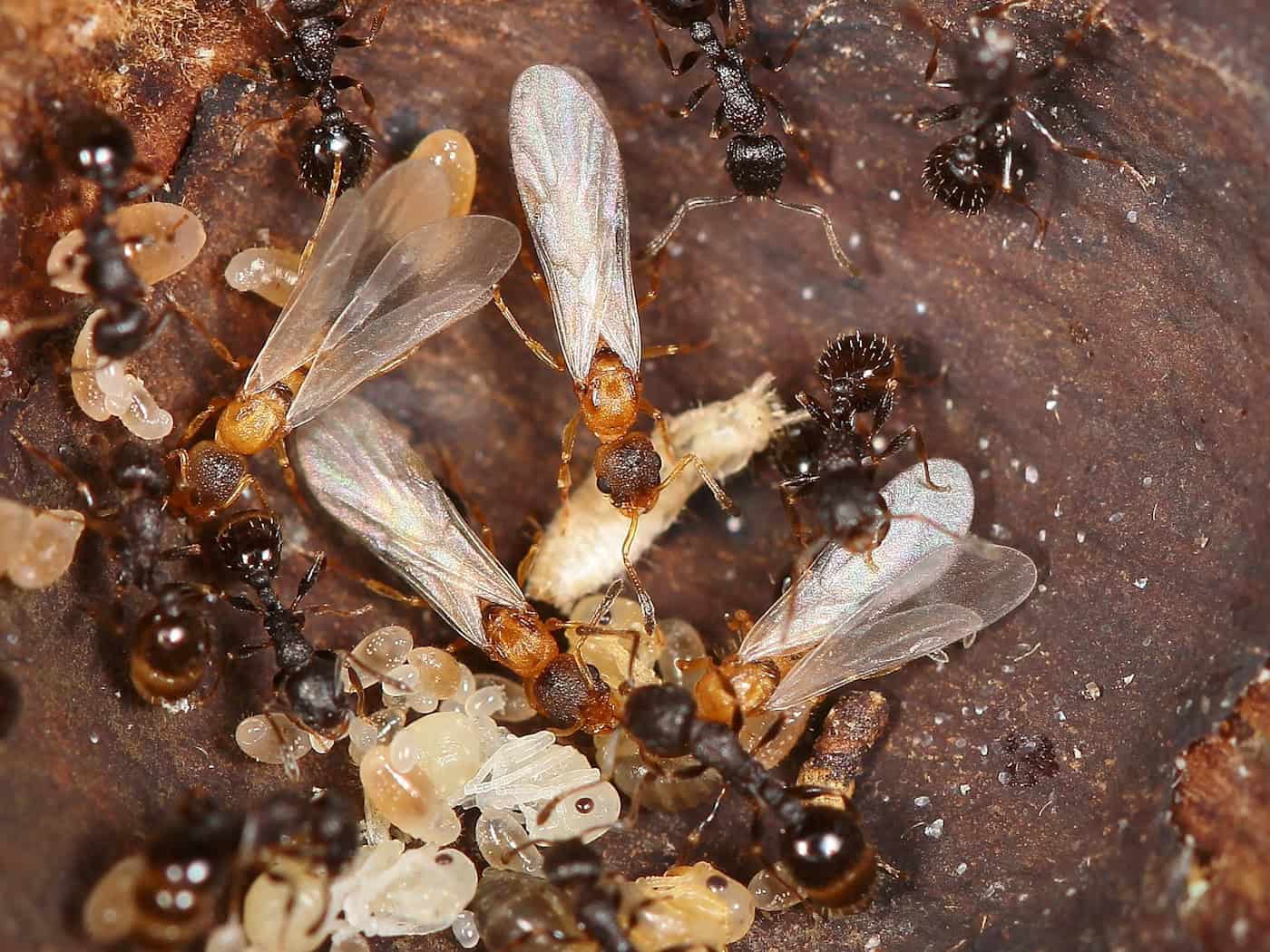 Hellbraune, geflügelte Ameisenköniginnen überfallen den Staat einer anderen Art und lassen dort den eigenen Nachwuchs aufziehen.  / Foto: Kyoichi Kinomura/Universität Regensburg/dpa