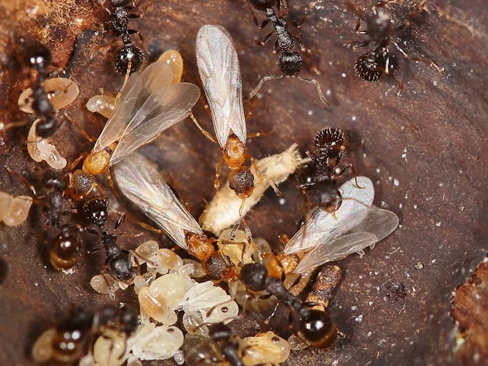 Hellbraune, geflügelte Ameisenköniginnen überfallen den Staat einer anderen Art und lassen dort den eigenen Nachwuchs aufziehen.  / Foto: Kyoichi Kinomura/Universität Regensburg/dpa