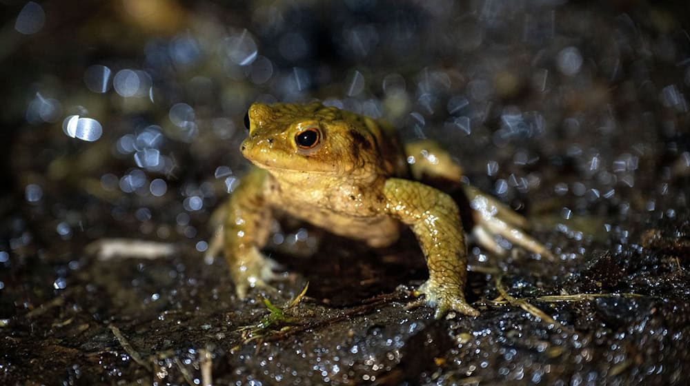 Das mildere Wetter animiert vielerorts in Bayern Frösche und Kröten zu ihren alljährlichen Wanderungen. (Archivbild)  / Foto: Pia Bayer/dpa
