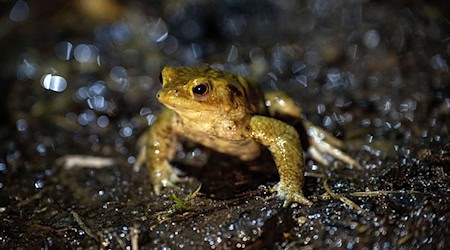Das mildere Wetter animiert vielerorts in Bayern Frösche und Kröten zu ihren alljährlichen Wanderungen. (Archivbild)  / Foto: Pia Bayer/dpa