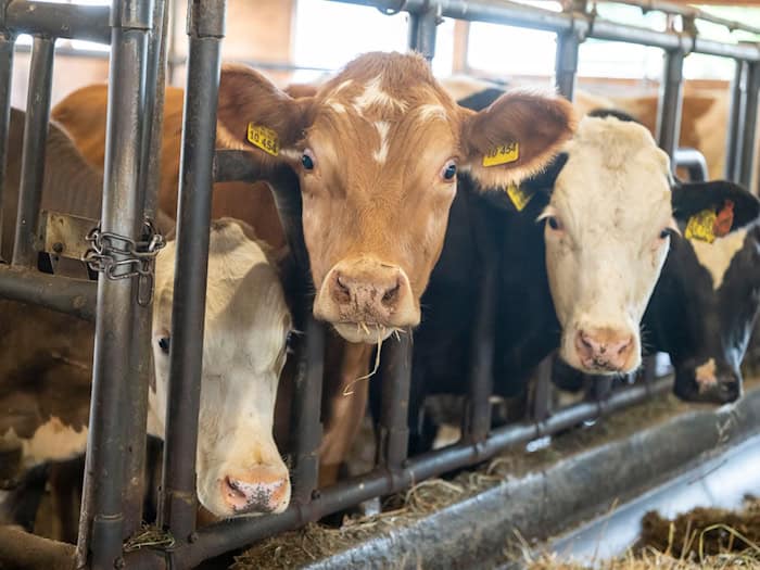Der Bulle soll mit einem Gewicht von etwa einer Tonne gegen den Landwirt gedrückt haben. (Symbolbild) / Foto: Peter Kneffel/dpa