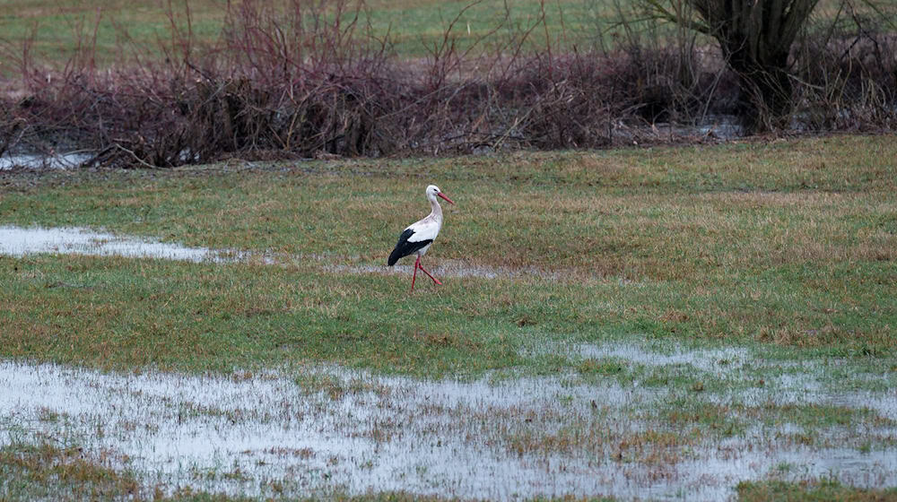 Die Woche startete nass und ungemütlich.  / Foto: Daniel Vogl/dpa