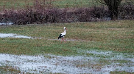 Die Woche startete nass und ungemütlich.  / Foto: Daniel Vogl/dpa