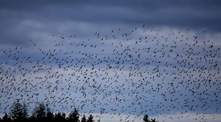 Die Stare sind bereits aus dem Süden zurück und lassen sich in geselligen Trupps blicken. (Archivbild) / Foto: Karl-Josef Hildenbrand/dpa