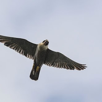 Nachwuchs für die Nürnberger Wanderfalken: Das erste Ei des Jahres wurde am Dienstag gelegt. (Symbolbild) / Foto: Patrick Pleul/dpa-Zentralbild/dpa