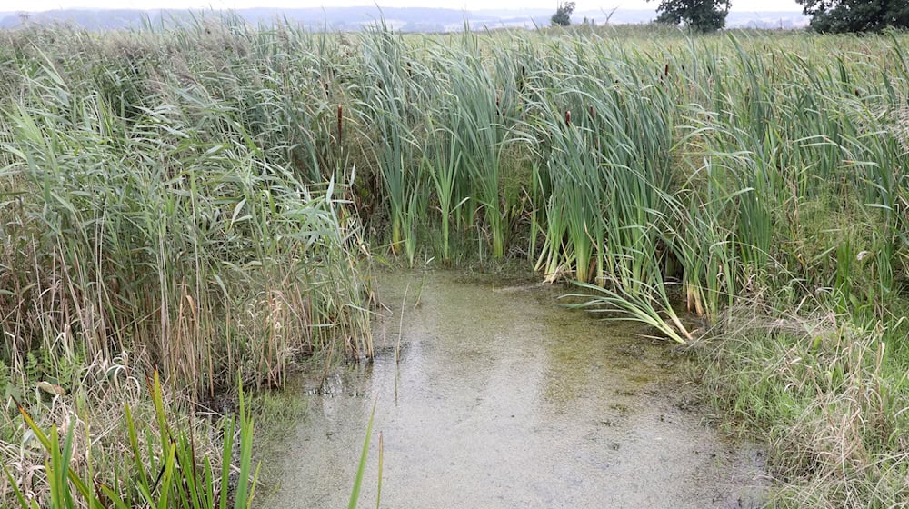 Bayerns Moore sollen wieder nässer werden. Auch sogenannte Paludikulturen, das heißt Pflanzen wie Schilf, lassen sich wirtschaftlich nutzen. / Foto: Bernd Wüstneck/dpa-Zentralbild/dpa