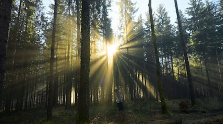 Beim Spazierengehen im Wald ist eine 24-Jährige gestürzt. (Symbolbild)  / Foto: Malin Wunderlich/dpa
