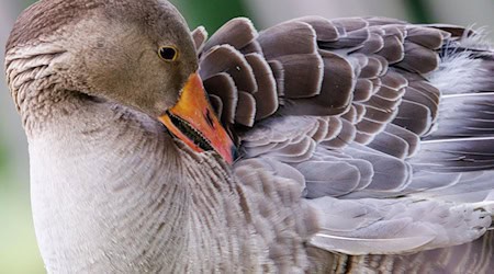 Geflügelpest in Regensburg: Graugans und Mäusebussard positiv auf Aviäre Influenza